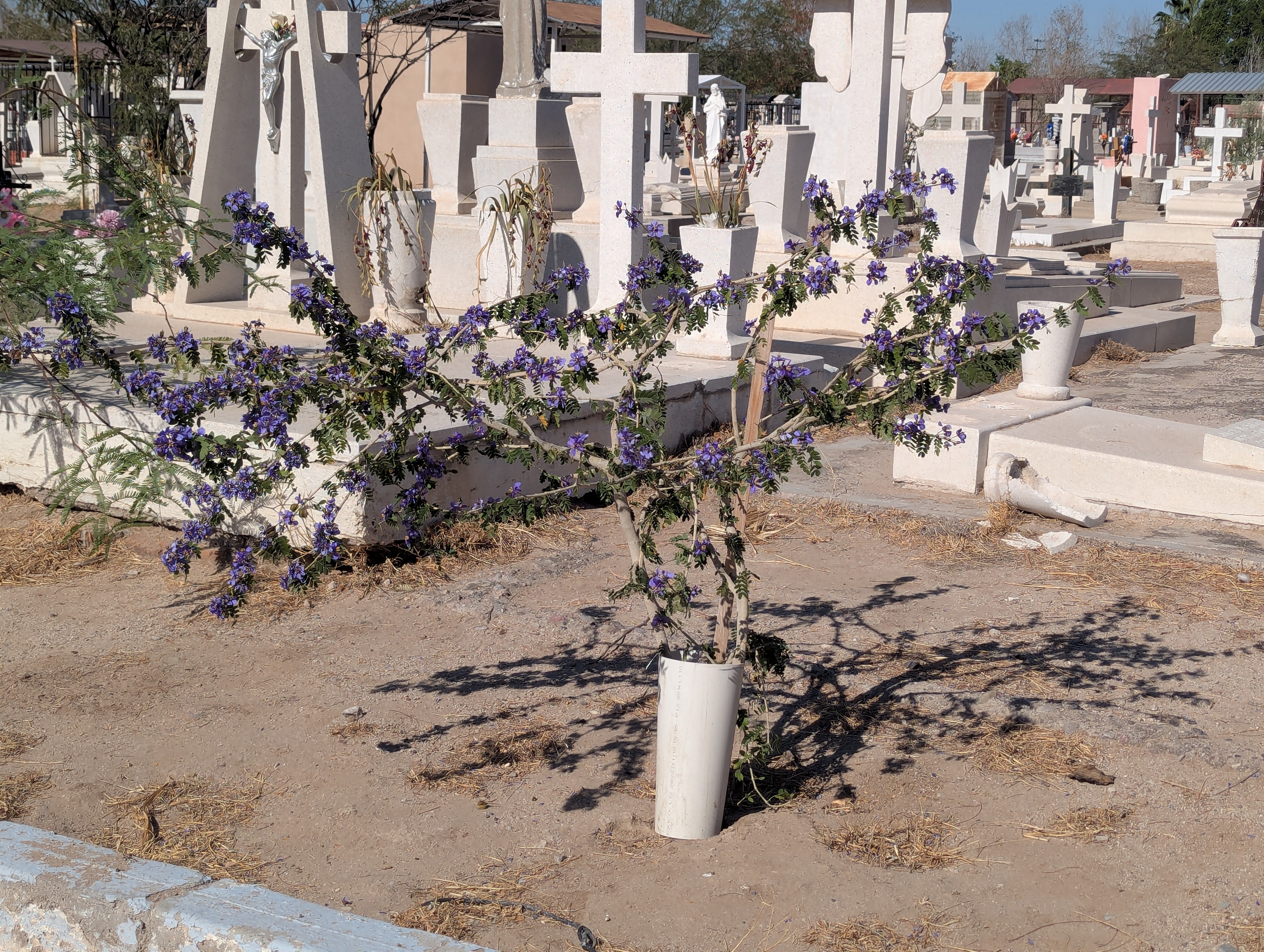 Reforestando Hermosillo: lecciones del primer año